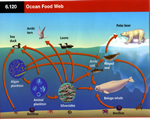 Chap 10 Ecosystems