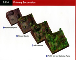 Chap 10 Ecosystems