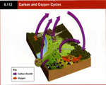 Chap 10 Ecosystems