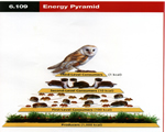 Chap 10 Ecosystems