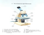 Cell Structure and Function