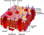Cell Structure and Function