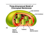 Cell Processes and Energy