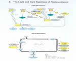 Cell Processes and Energy