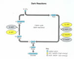 Cell Processes and Energy