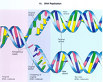 Cell Processes and Energy