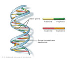 Cell Processes and Energy