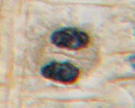 Cell Processes and Energy