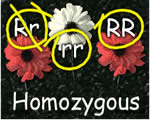 Genetics