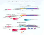 Human Genetics