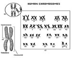 Human Genetics