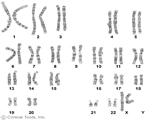 Human Genetics