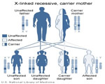 Human Genetics