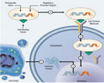Human Genetics
