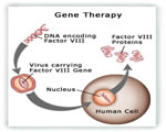 Human Genetics