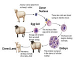 Human Genetics