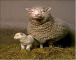 Human Genetics