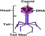Viruses and Bacteria