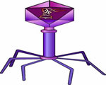 Viruses and Bacteria