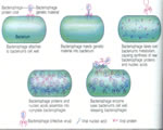Viruses and Bacteria
