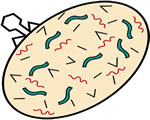 Viruses and Bacteria