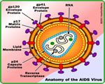 Viruses and Bacteria