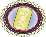 Viruses and Bacteria