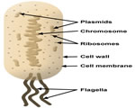 Viruses and Bacteria