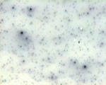 Viruses and Bacteria