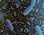 Viruses and Bacteria