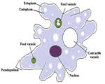 Protists and Fungi