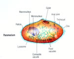 Protists and Fungi