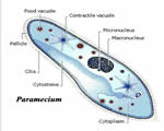 Protists and Fungi