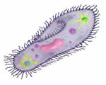 Protists and Fungi