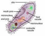 Protists and Fungi