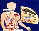 Protists and Fungi