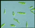 Protists and Fungi