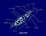 Protists and Fungi