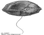 Protists and Fungi