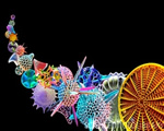 Protists and Fungi