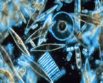 Protists and Fungi