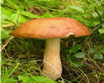 Protists and Fungi