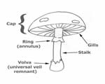 Protists and Fungi