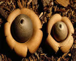 Protists and Fungi