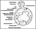 Protists and Fungi