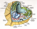 Intro to Plants