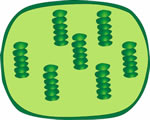 Intro to Plants