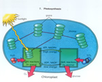 Intro to Plants