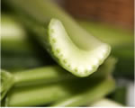 Intro to Plants