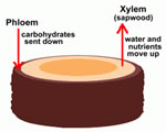Intro to Plants